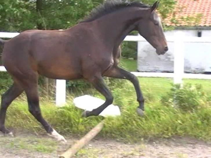Dansk Varmblod Aspecada - 2 år, sommer 09 billede 14