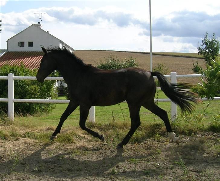 Dansk Varmblod Aspecada - 2 år, sommer 09 billede 15
