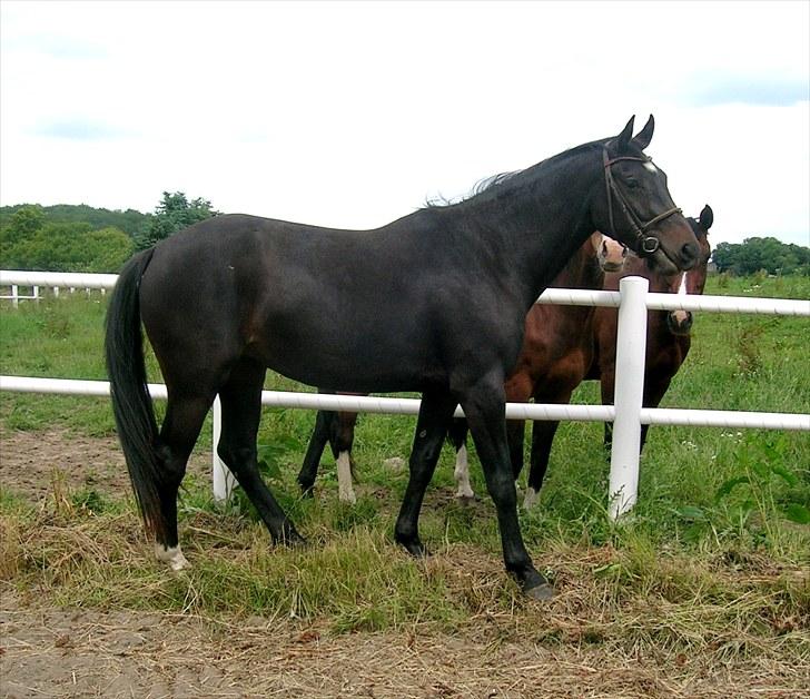 Dansk Varmblod Aspecada - 3 år, juli 2010 billede 16