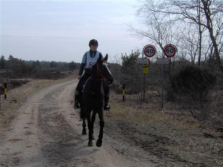 Anden særlig race Bette Las - Distanceridt i Aaskov 2006 billede 13
