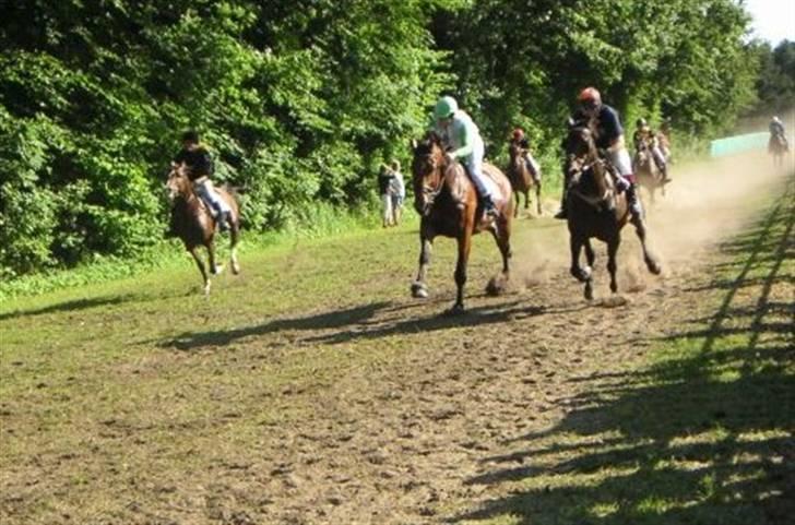 Anden særlig race Prominente II    - R.I.P. - Asaa væddeløb 2006 billede 11