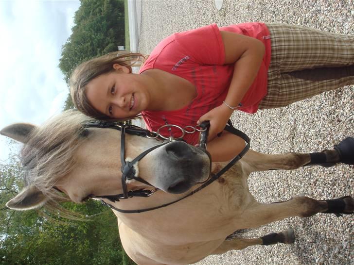 Fjordhest Bailey billede 3