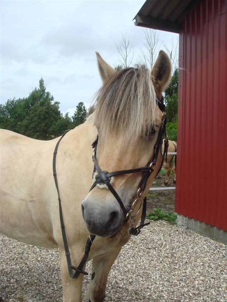 Fjordhest Bailey billede 4