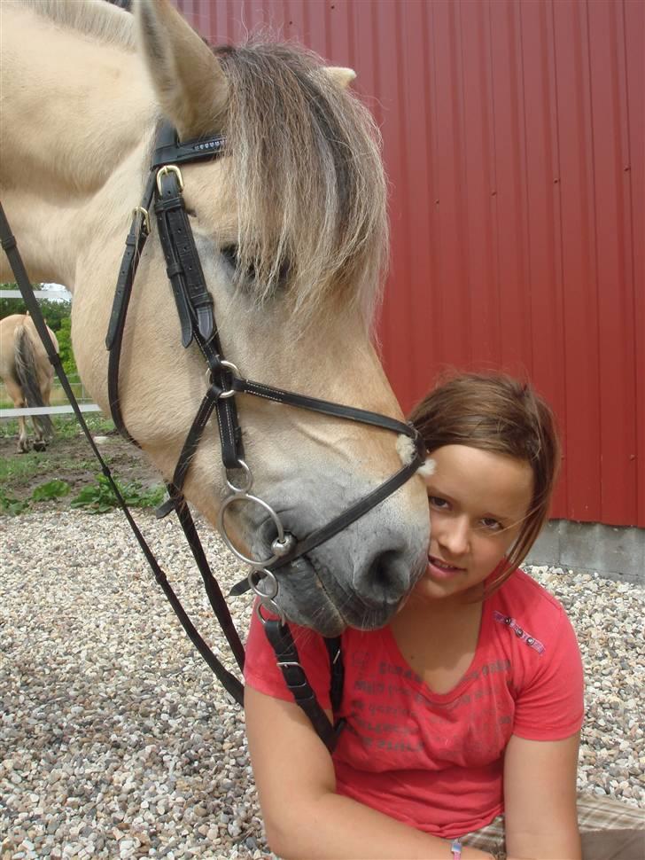 Fjordhest Bailey billede 5