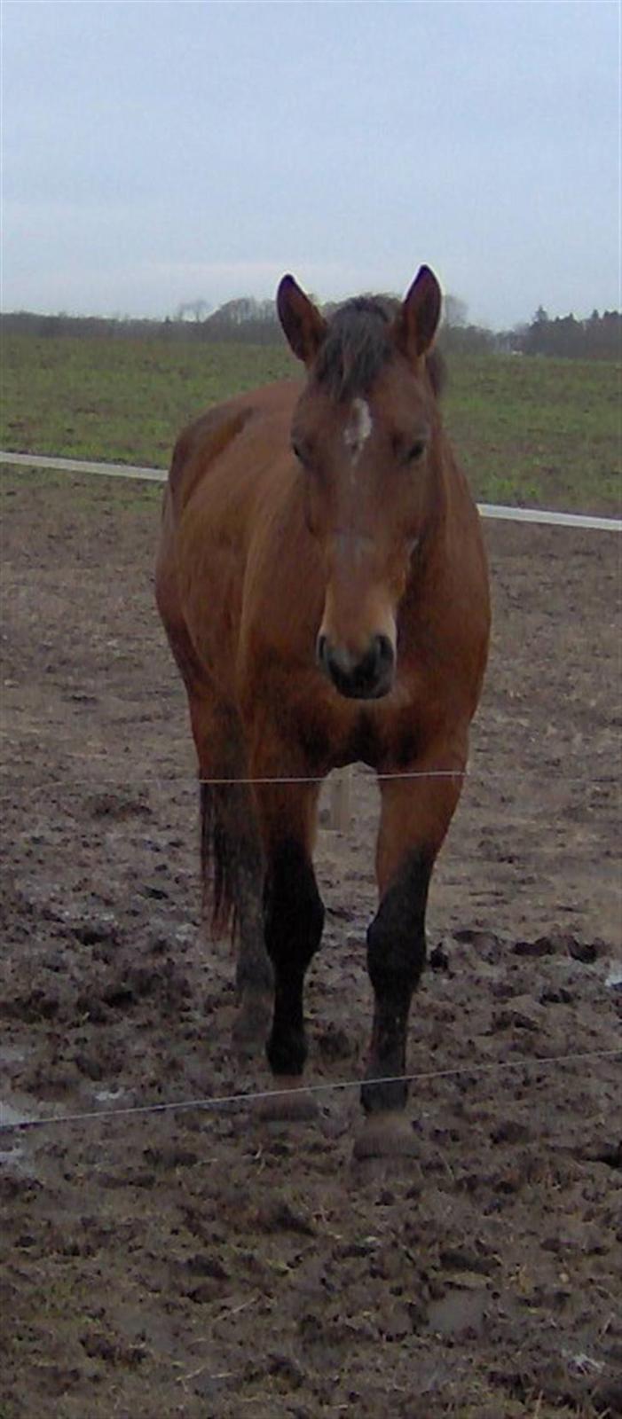 Anden særlig race Prominente II    - R.I.P. billede 13