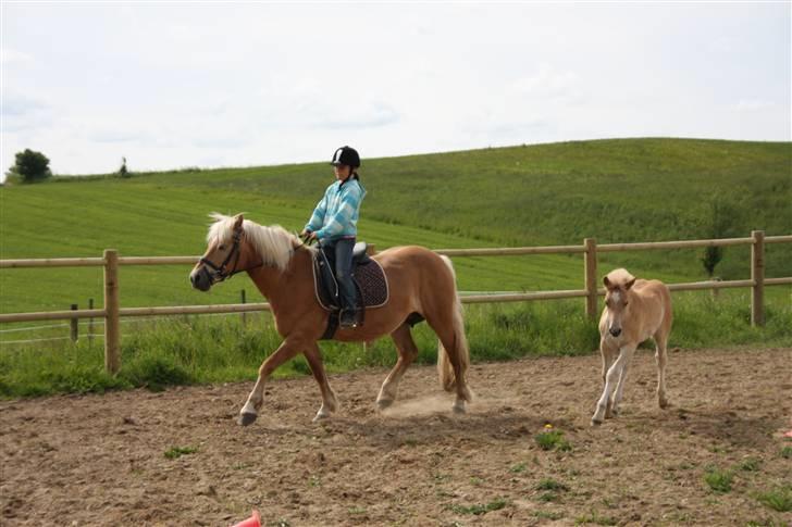 Haflinger 16734/T Corlita - Her rider Marie på Corlita billede 11