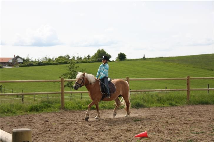 Haflinger 16734/T Corlita - her er det også Marie der rider på Corlita billede 12