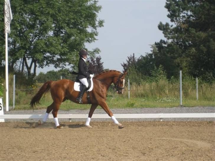 Dansk Varmblod Donatello - starten på en galop øgning billede 2