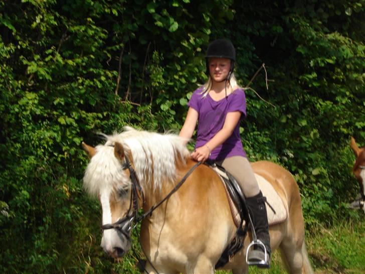 Haflinger Amigo  - Skridter en tur ned til stranden på ridelejren..<3 billede 6