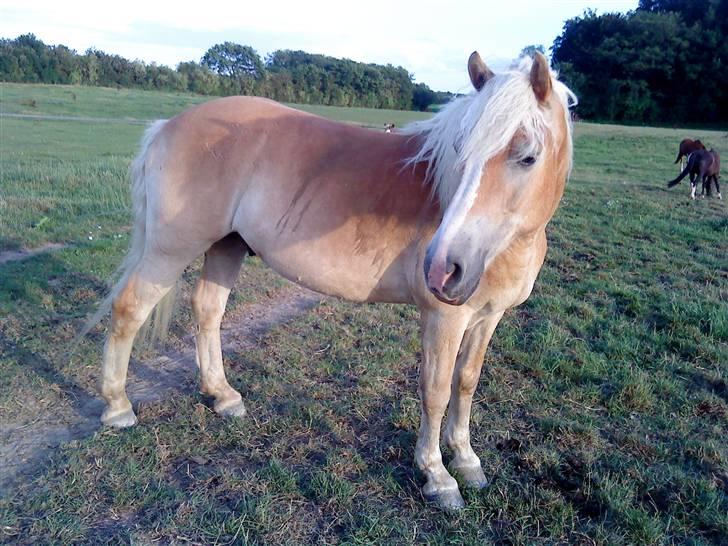 Haflinger Amigo  - Er han ikk´ fin?? billede 7