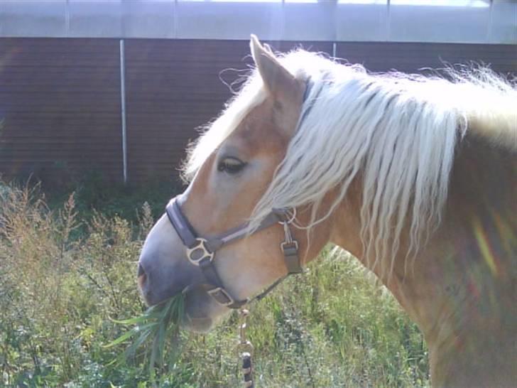 Haflinger Amigo  - For en gangs skyld tog han hovedet op fra græsset.. Hihi 8D billede 8