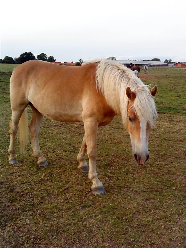 Haflinger Amigo  - Amigo på folden... billede 9