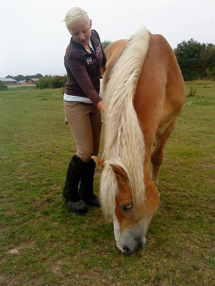 Haflinger Amigo  - Amigo og mig på folden efter ridetimen.. billede 10