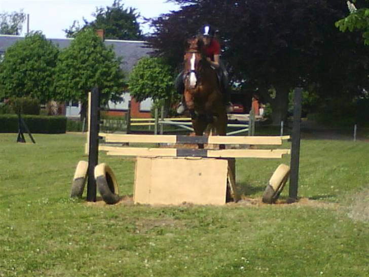 Hollandsk Sportspony Charléne *tidl. hest - springer ´´mur´´ til træning ;) 100-110 cm :D  billede 12