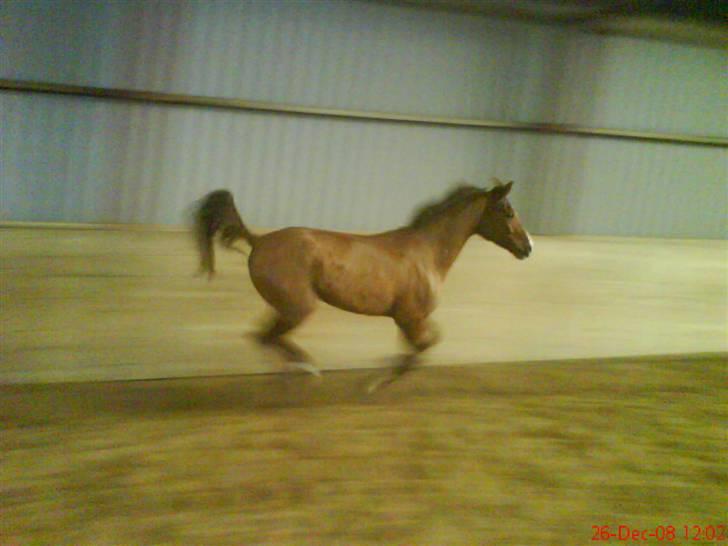 Hollandsk Sportspony Charléne *tidl. hest - løs i ridehuset :)  billede 13