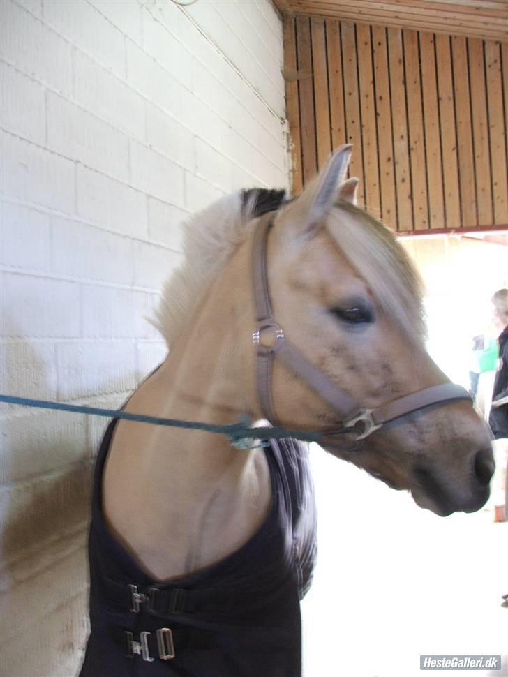 Fjordhest Pusle - Fordi du var min stjerne. billede 10