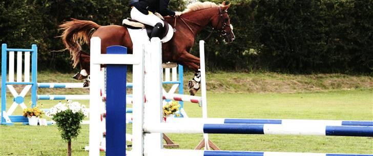 Sportsaraber (A) Alsita Ox  billede 7