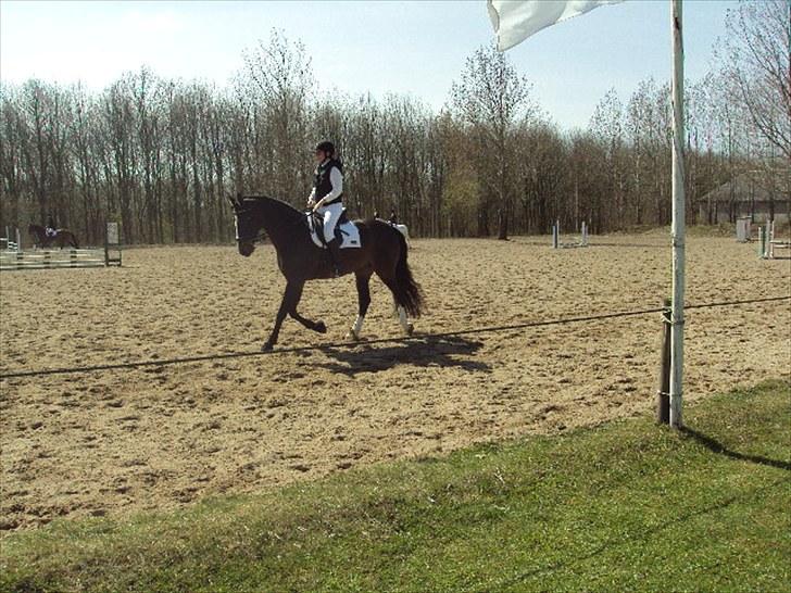 Hollandsk Varmblod Tellisto billede 6