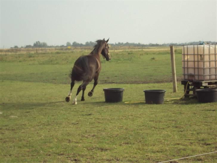 Hollandsk Varmblod Tellisto billede 7