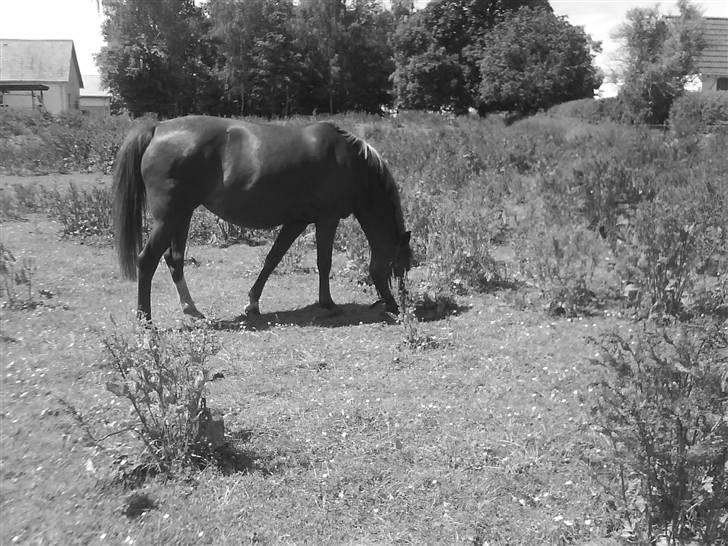 New Forest Christiansejes Coke billede 9