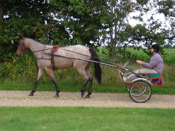 Traver Papaya Kaski  - Mig der kører med Papaya billede 11
