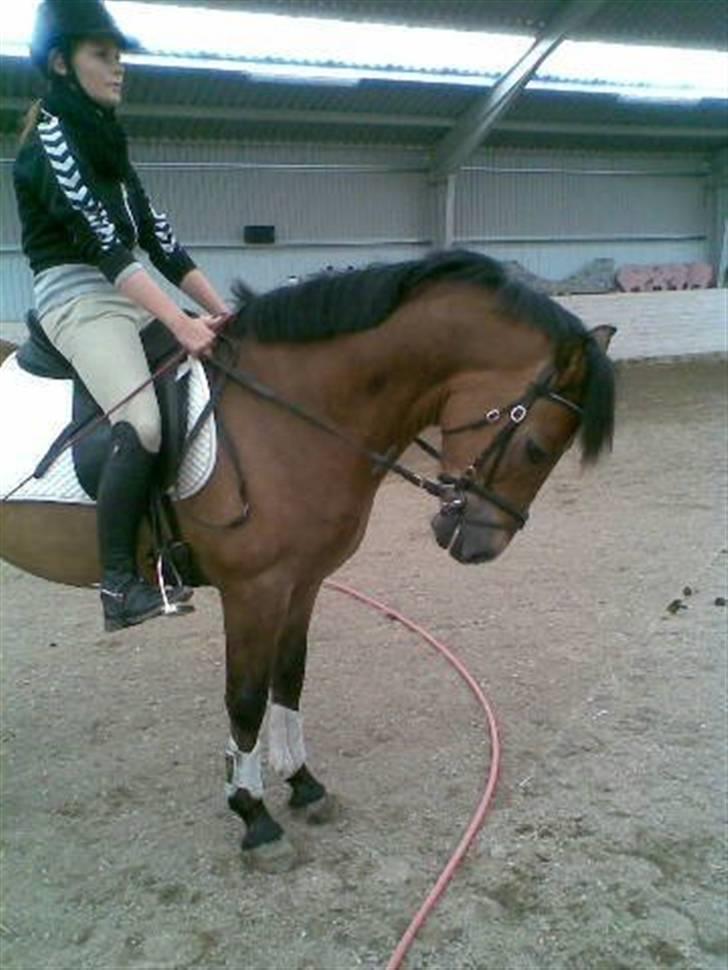 New Forest Borrebjergs Mascot R.I.P* billede 1