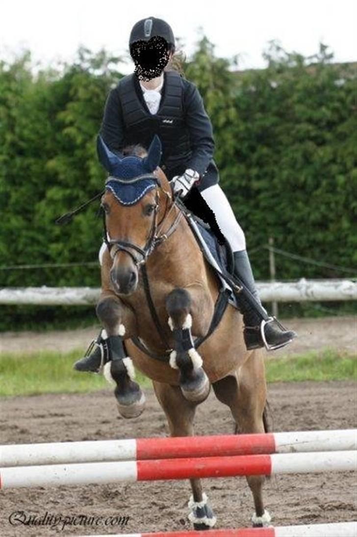 New Forest Borrebjergs Mascot R.I.P* - stævne billede 2