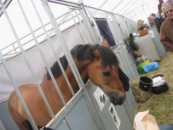 New Forest Borrebjergs Mascot R.I.P* - roskilde dyreskue 09. billede 6