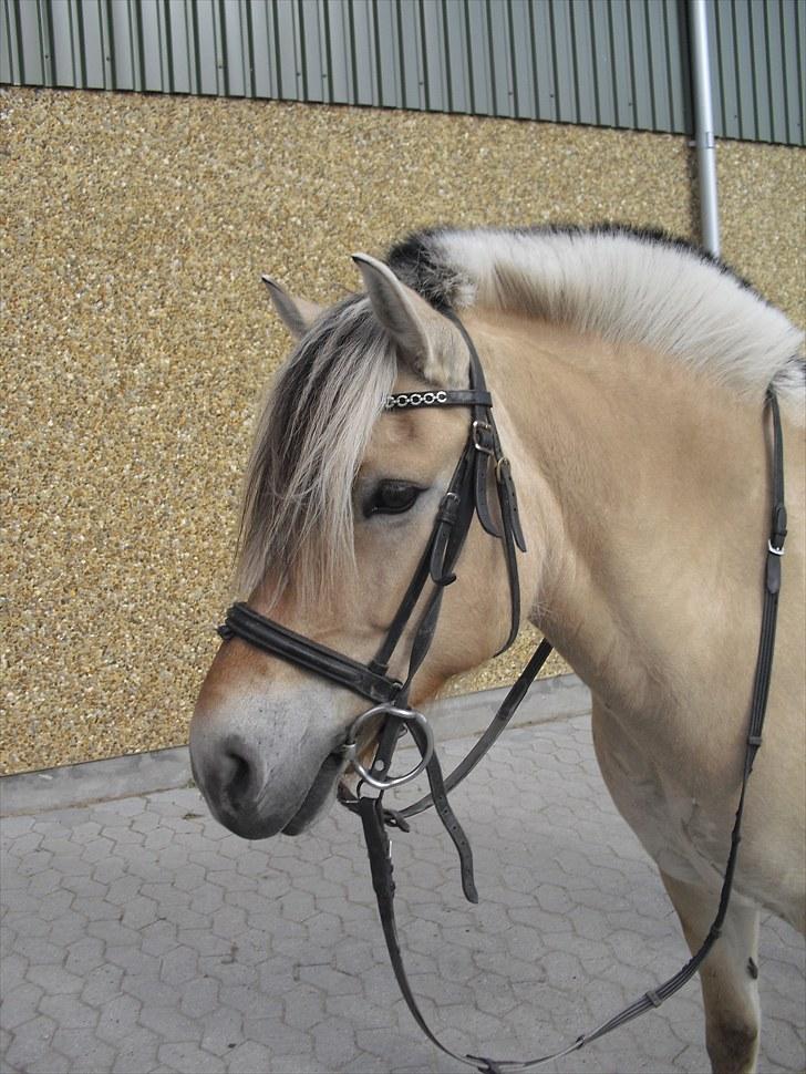 Fjordhest Søs - Smukke Søs efter springning 23/7-10 :) Foto: Mig (Bettina) billede 5