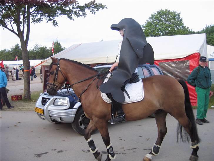 New Forest Borrebjergs Mascot R.I.P* - roskilde dyreskue 09. billede 8