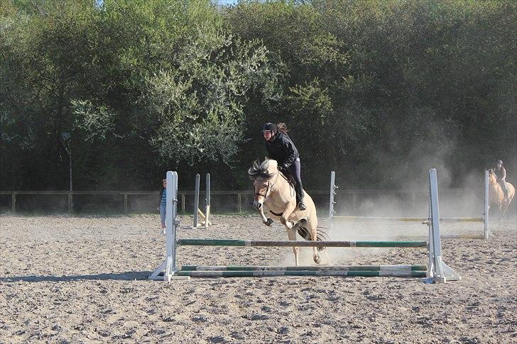 Fjordhest Søs - Mig & Søs, d. 29. april 2011 :) Foto: Amalie billede 8