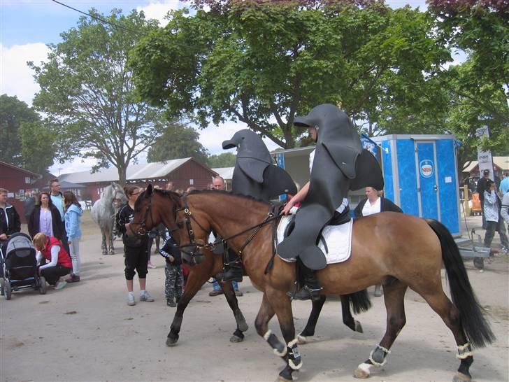 New Forest Borrebjergs Mascot R.I.P* - roskilde dyreskue 09. billede 9