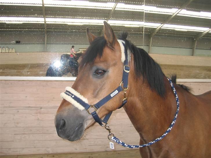 New Forest Borrebjergs Mascot R.I.P* billede 10