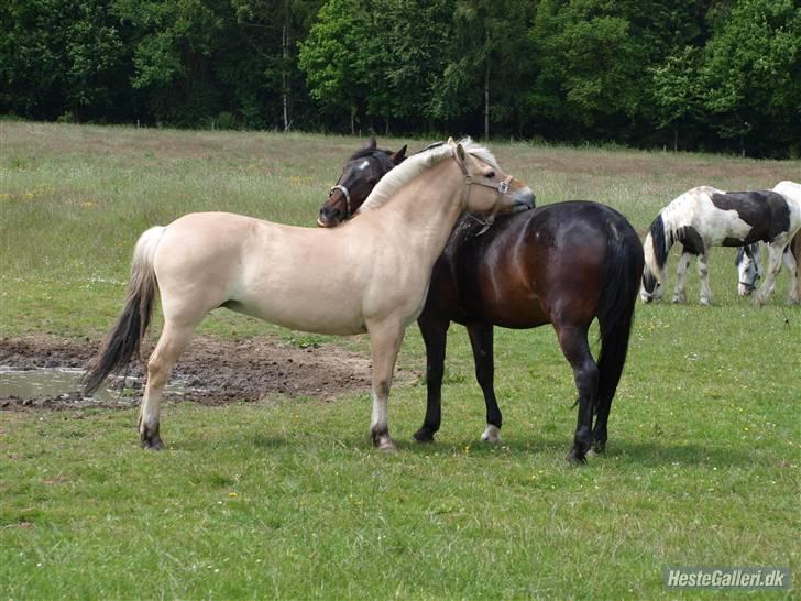 Fjordhest Søs - Søs hygger sig med Vera på folden :) Foto: Mille billede 7