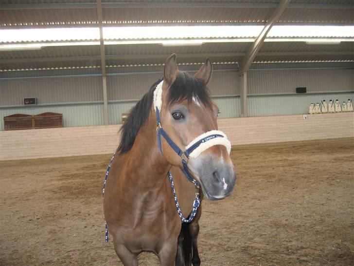 New Forest Borrebjergs Mascot R.I.P* billede 11