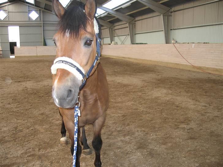 New Forest Borrebjergs Mascot R.I.P* billede 12