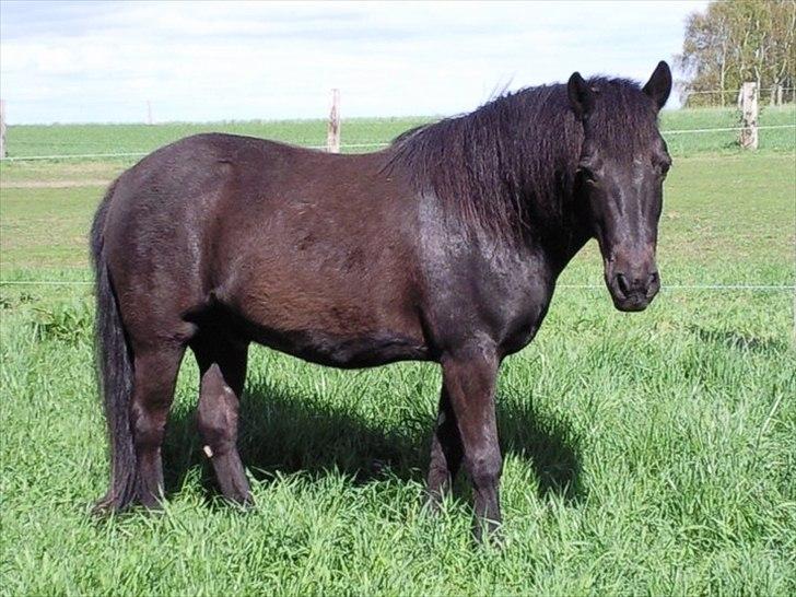 Anden særlig race Egelands Jack *R.I.P* billede 11