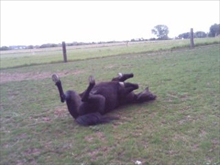 Anden særlig race Egelands Jack *R.I.P* billede 12