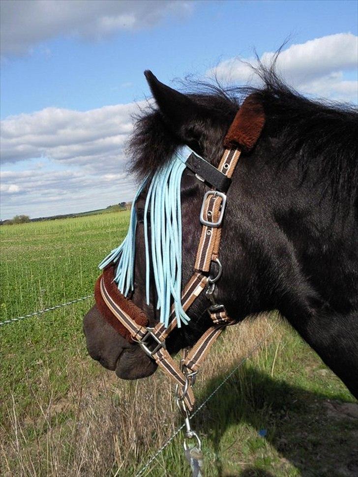 Anden særlig race Egelands Jack *R.I.P* billede 13