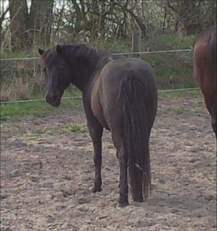 Anden særlig race Egelands Jack *R.I.P* billede 14