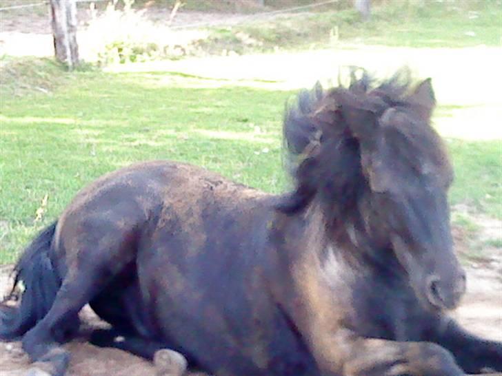 Anden særlig race Egelands Jack *R.I.P* billede 15