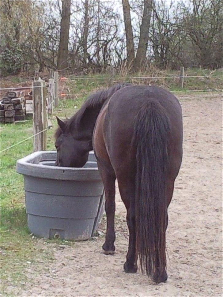 Anden særlig race Egelands Jack *R.I.P* billede 16