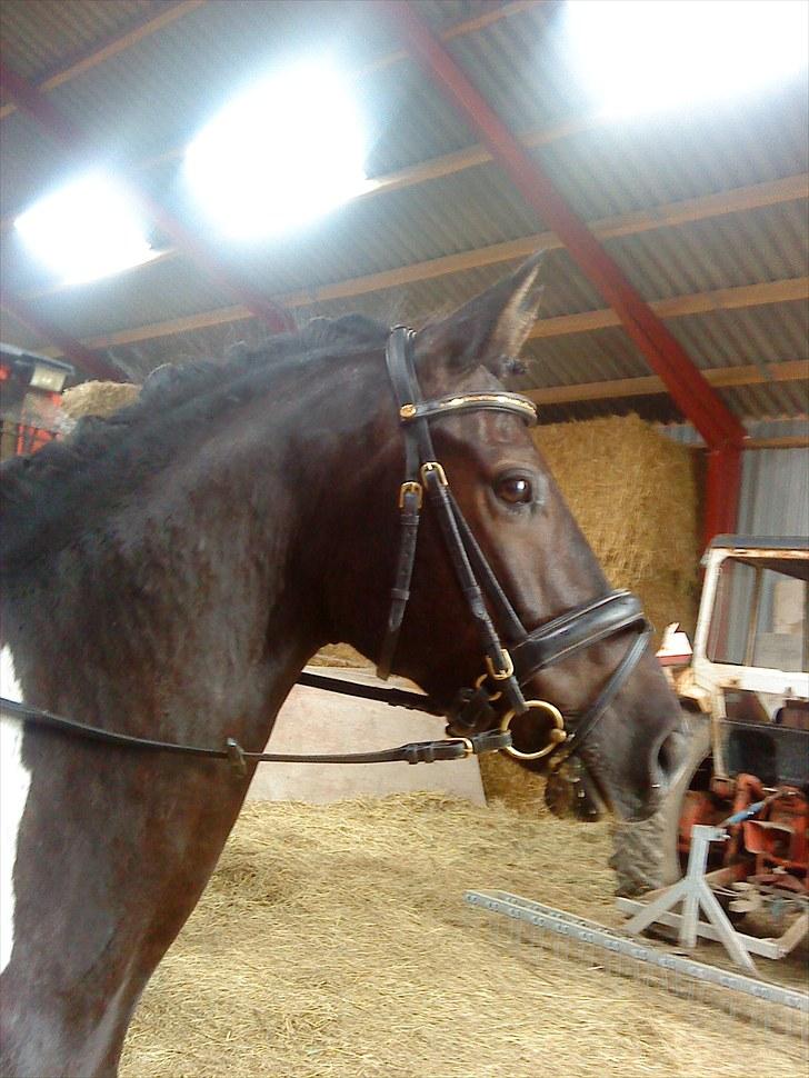 Pinto Jupiter RIP billede 1