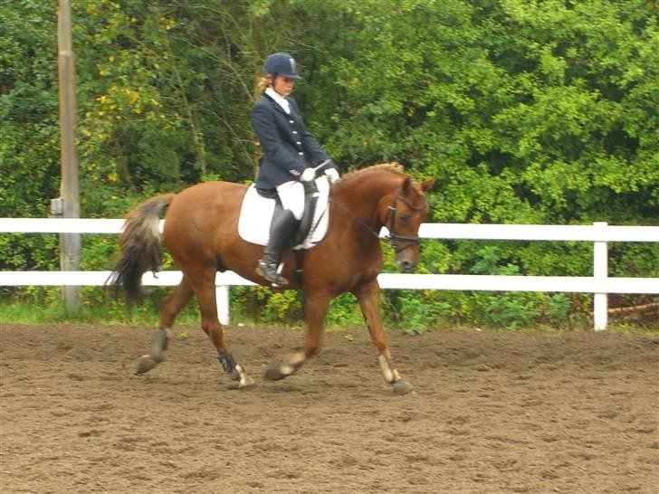 New Forest kantjes raimon - Lidt trav fra stævne i Viborg (Raimon var super fin men dommerene var lidt mærkelige??)  billede 7