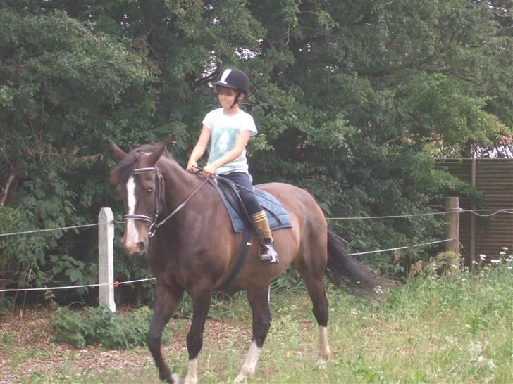 Anden særlig race Kastor<3 R.I.P † - første sommer jeg red ham... Jeg var ikke så god men Kastor var virkelig en dejlig dreng. billede 4