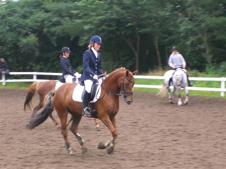 New Forest kantjes raimon billede 9