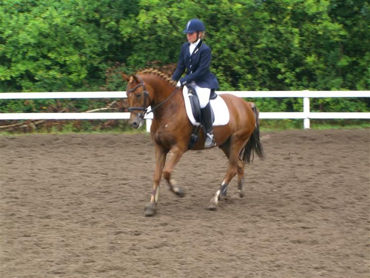 New Forest kantjes raimon billede 10