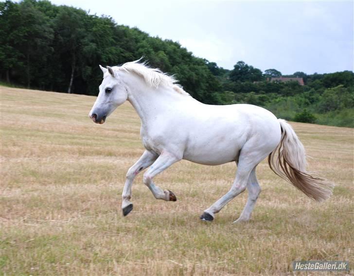 Welsh Pony (sec B) Kruchovs Dondey billede 19