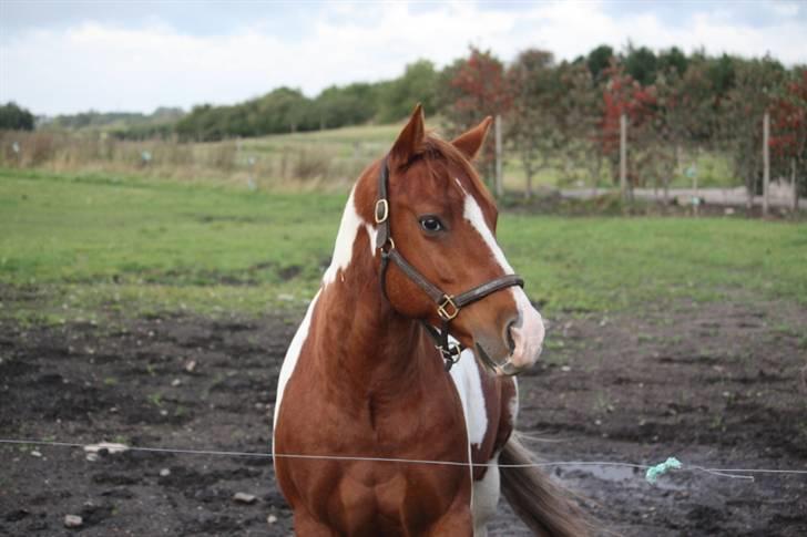 Paint Ima Cutter Kid (mors) billede 20