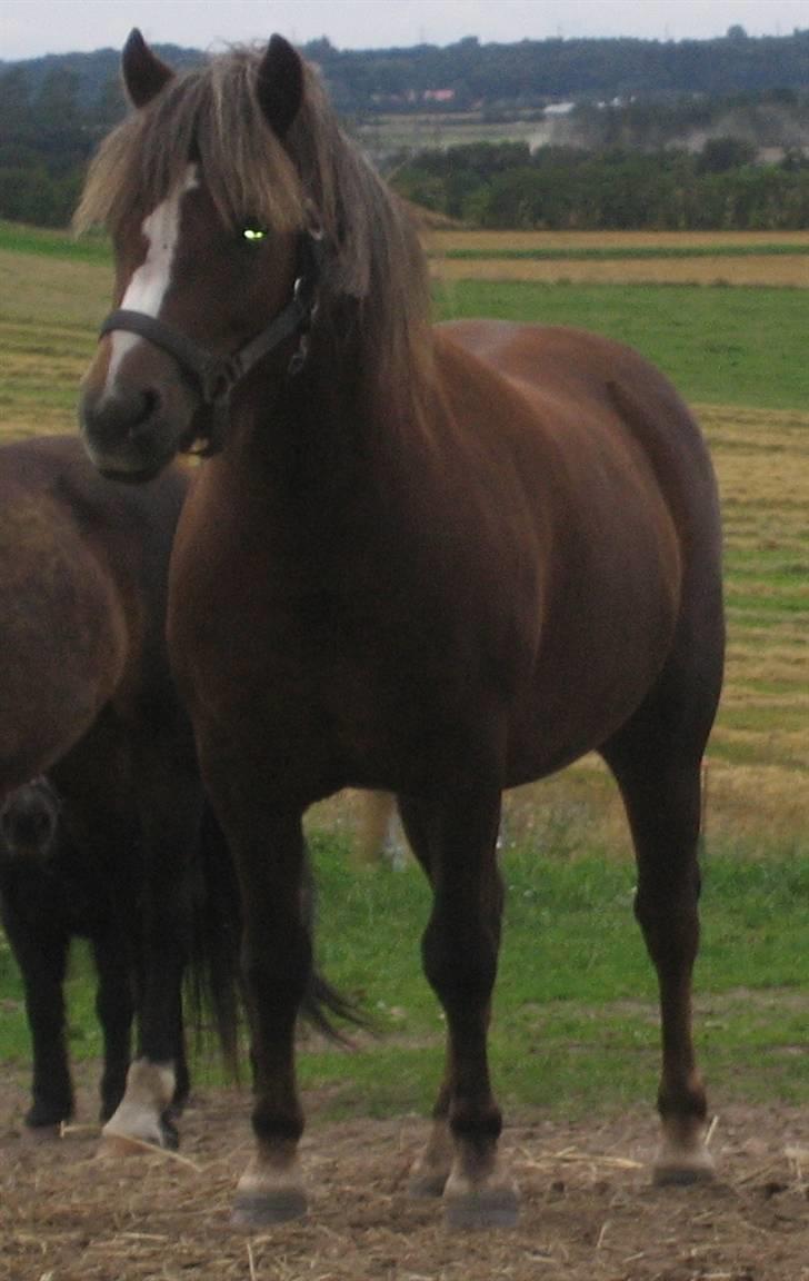 Anden særlig race Mona - Hej med Jer, - og kom så med lidt mad til en dejlig pony! billede 2